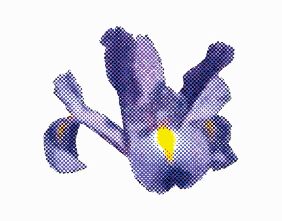 fleur d'iris de couleur violette