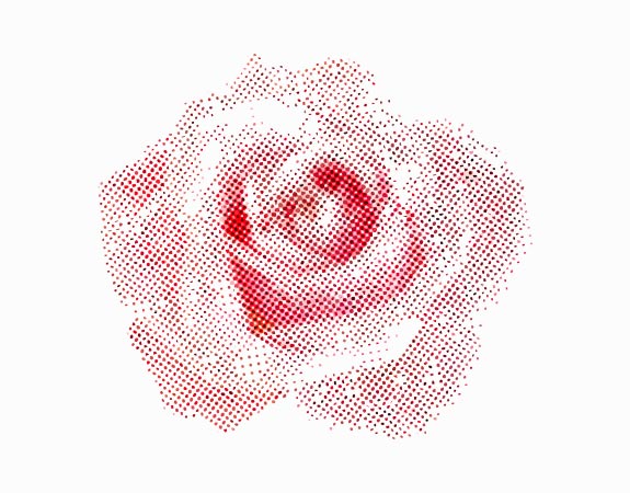 fleur de rose de couleur rose pastel